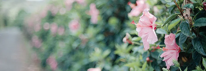 Hibiskushecke mit rosa Blüten